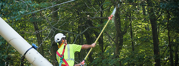 Trees and Power Lines | Consumers Energy